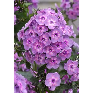 Флокс Phlox Rainbow Dance